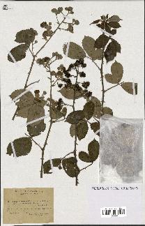 spécimen de Rubus ulmifolius