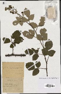 spécimen de Rubus ulmifolius