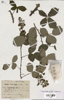 spécimen de Rubus ulmifolius