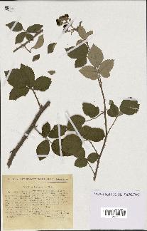 spécimen de Rubus ulmifolius