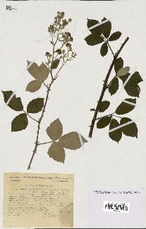 spécimen de Rubus ulmifolius