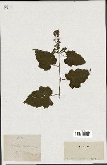 spécimen de Rubus moluccanus