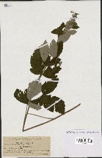 spécimen de Rubus tomentosus