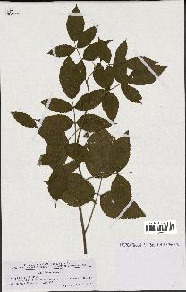 spécimen de Rubus idaeus