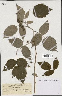 spécimen de Rubus idaeus