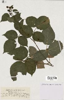 spécimen de Rubus nessensis