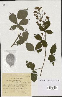 spécimen de Rubus thyrsoideus