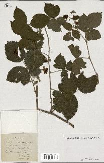 spécimen de Rubus caesius