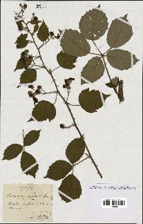 spécimen de Rubus carpinifolius