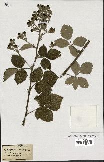 spécimen de Rubus collinus