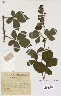 spécimen de Rubus villicaulis