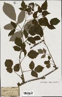 spécimen de Rubus idaeus