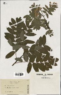 spécimen de Sorbus domestica