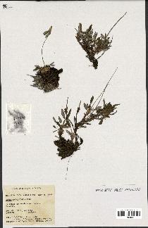 spécimen de Dryas integrifolia