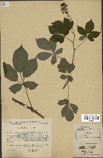 spécimen de Rubus questieri x ulmifolius