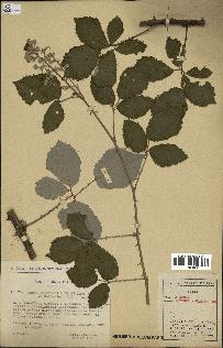 spécimen de Rubus questieri x ulmifolius