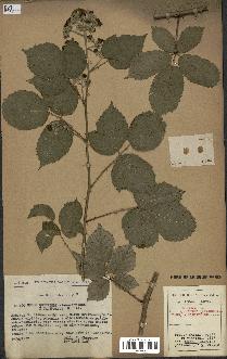 spécimen de Rubus questieri x ulmifolius