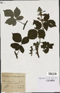 spécimen de Rubus conspicuus