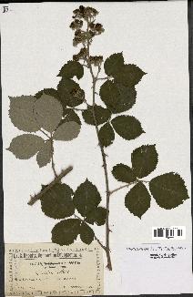 spécimen de Rubus robustus