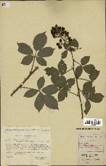 spécimen de Rubus radula