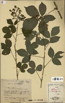 spécimen de Rubus radula