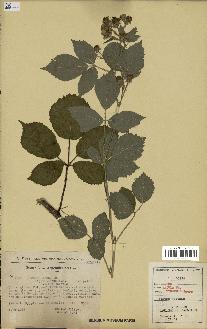 spécimen de Rubus radula