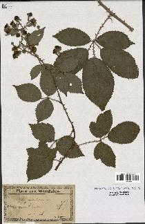 spécimen de Rubus geniculatus