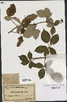 spécimen de Rubus procerus