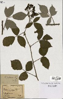 spécimen de Rubus procerus