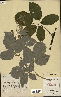 spécimen de Rubus thyrsoideus