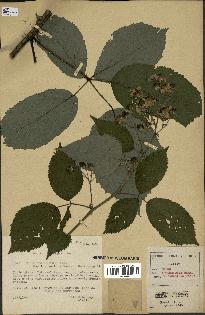 spécimen de Rubus thyrsoideus