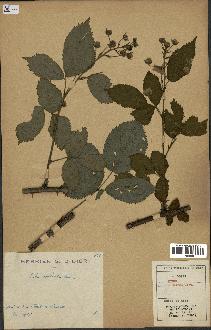 spécimen de Rubus sulcatus