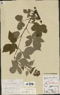 spécimen de Rubus thyrsoideus