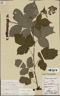 spécimen de Rubus thyrsoideus