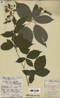 spécimen de Rubus thyrsoideus