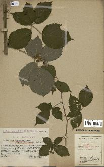 spécimen de Rubus thyrsoideus