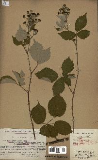 spécimen de Rubus thyrsoideus