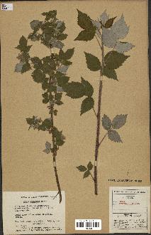spécimen de Rubus strigosus