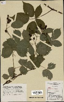 spécimen de Rubus sulcatus