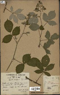 spécimen de Rubus radula