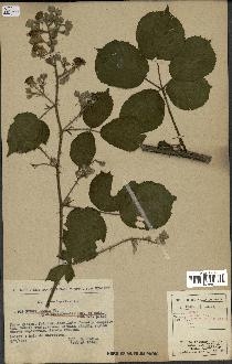 spécimen de Rubus radula