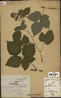 spécimen de Rubus radula