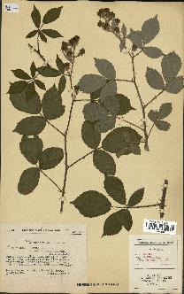 spécimen de Rubus radula