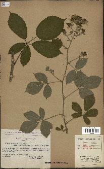 spécimen de Rubus radula