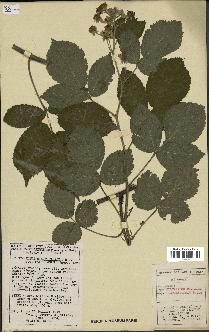 spécimen de Rubus silvaticus