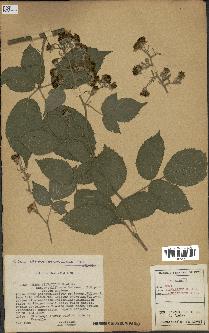 spécimen de Rubus silvaticus