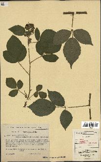 spécimen de Rubus serpens