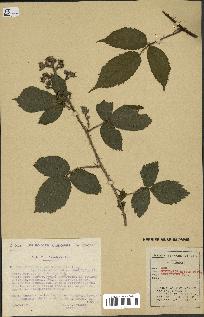 spécimen de Rubus rivularis