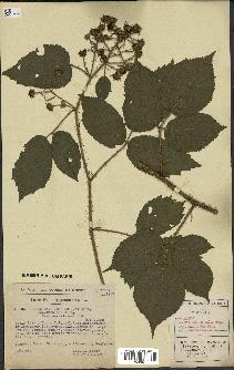 spécimen de Rubus rivularis