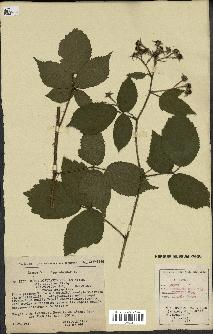 spécimen de Rubus rivularis